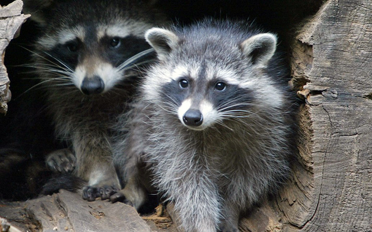 Waschbären im Wildpark Mölln Zwei Waschbären schauen aus einer Baumhöhle